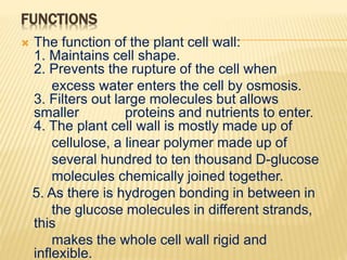 FUNCTIONS
 The function of the plant cell wall:
1. Maintains cell shape.
2. Prevents the rupture of the cell when
excess water enters the cell by osmosis.
3. Filters out large molecules but allows
smaller proteins and nutrients to enter.
4. The plant cell wall is mostly made up of
cellulose, a linear polymer made up of
several hundred to ten thousand D-glucose
molecules chemically joined together.
5. As there is hydrogen bonding in between in
the glucose molecules in different strands,
this
makes the whole cell wall rigid and
inflexible.
 