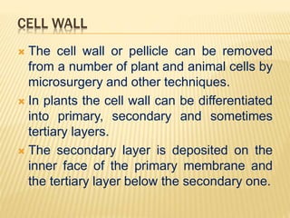 CELL WALL
 The cell wall or pellicle can be removed
from a number of plant and animal cells by
microsurgery and other techniques.
 In plants the cell wall can be differentiated
into primary, secondary and sometimes
tertiary layers.
 The secondary layer is deposited on the
inner face of the primary membrane and
the tertiary layer below the secondary one.
 