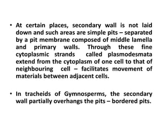 • At certain places, secondary wall is not laid
down and such areas are simple pits – separated
by a pit membrane composed of middle lamella
and primary walls. Through these fine
cytoplasmic strands called plasmodesmata
extend from the cytoplasm of one cell to that of
neighbouring cell – facilitates movement of
materials between adjacent cells.
• In tracheids of Gymnosperms, the secondary
wall partially overhangs the pits – bordered pits.
 