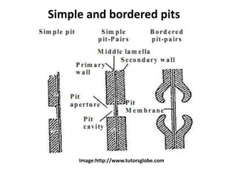 Simple and bordered pits
Image:http://www.tutorsglobe.com
 