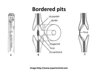 Bordered pits
Image:http://www.expertsmind.com
 