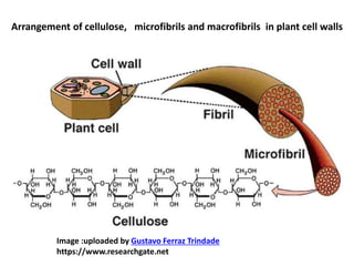 Arrangement of cellulose, microfibrils and macrofibrils in plant cell walls
Image :uploaded by Gustavo Ferraz Trindade
https://www.researchgate.net
 