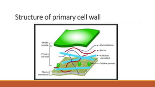 Cell wall | PPTX