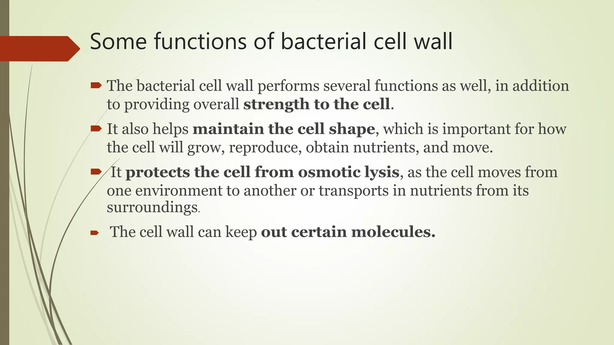 Some functions of bacterial cell wall
 The bacterial cell wall performs several functions as well, in addition
to providing overall strength to the cell.
 It also helps maintain the cell shape, which is important for how
the cell will grow, reproduce, obtain nutrients, and move.
 It protects the cell from osmotic lysis, as the cell moves from
one environment to another or transports in nutrients from its
surroundings.
 The cell wall can keep out certain molecules.
 