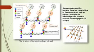 The structure of the peptidoglycan cell-wall
In many gram positive
bacteria there is a cross-bridge
of five amino acids such as
glycine (pentaglycine
interbridge) that serves to
connect one tetrapeptide to
another.
 