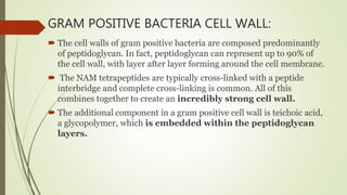 GRAM POSITIVE BACTERIA CELL WALL:
 The cell walls of gram positive bacteria are composed predominantly
of peptidoglycan. In fact, peptidoglycan can represent up to 90% of
the cell wall, with layer after layer forming around the cell membrane.
 The NAM tetrapeptides are typically cross-linked with a peptide
interbridge and complete cross-linking is common. All of this
combines together to create an incredibly strong cell wall.
 The additional component in a gram positive cell wall is teichoic acid,
a glycopolymer, which is embedded within the peptidoglycan
layers.
 