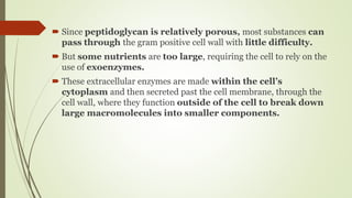  Since peptidoglycan is relatively porous, most substances can
pass through the gram positive cell wall with little difficulty.
 But some nutrients are too large, requiring the cell to rely on the
use of exoenzymes.
 These extracellular enzymes are made within the cell’s
cytoplasm and then secreted past the cell membrane, through the
cell wall, where they function outside of the cell to break down
large macromolecules into smaller components.
 