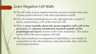 Gram Negative Cell Walls
 The cell walls of gram negative bacteria are more complex than that
of gram positive bacteria, with more ingredients overall.
 They do contain peptidoglycan as well, although only a couple of
layers, representing 5-10% of the total cell wall.
 What is most notable about the gram negative cell wall is the
presence of a plasma membrane located outside of the
peptidoglycan layers, known as the outer membrane. This makes
up the bulk of the gram negative cell wall.
 The outer membrane is composed of a lipid bilayer, very similar in
composition to the cell membrane with polar heads, fatty acid tails,
and integral proteins.
 