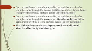  Once across the outer membrane and in the periplasm, molecules
work their way through the porous peptidoglycan layers before being
transported by integral proteins across the cell membrane.
 Once across the outer membrane and in the periplasm, molecules
work their way through the porous peptidoglycan layers before
being transported by integral proteins across the cell membrane.
 This linkage between the two layers provides additional
structural integrity and strength.
 