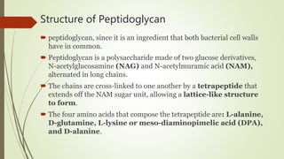 Structure of Peptidoglycan
 peptidoglycan, since it is an ingredient that both bacterial cell walls
have in common.
 Peptidoglycan is a polysaccharide made of two glucose derivatives,
N-acetylglucosamine (NAG) and N-acetylmuramic acid (NAM),
alternated in long chains.
 The chains are cross-linked to one another by a tetrapeptide that
extends off the NAM sugar unit, allowing a lattice-like structure
to form.
 The four amino acids that compose the tetrapeptide are: L-alanine,
D-glutamine, L-lysine or meso-diaminopimelic acid (DPA),
and D-alanine.
 