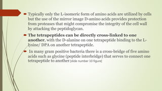  Typically only the L-isomeric form of amino acids are utilized by cells
but the use of the mirror image D-amino acids provides protection
from proteases that might compromise the integrity of the cell wall
by attacking the peptidoglycan.
 The tetrapeptides can be directly cross-linked to one
another, with the D-alanine on one tetrapeptide binding to the L-
lysine/ DPA on another tetrapeptide.
 In many gram positive bacteria there is a cross-bridge of five amino
acids such as glycine (peptide interbridge) that serves to connect one
tetrapeptide to another.[slide number 10 figure]
 