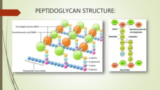 PEPTIDOGLYCAN STRUCTURE:
 