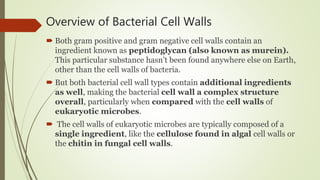 Cell wall:Bacteria
