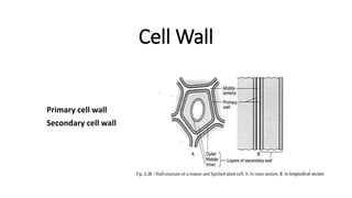 Cell Wall
Primary cell wall
Secondary cell wall
 