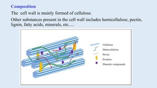 CELL WALL.pptx