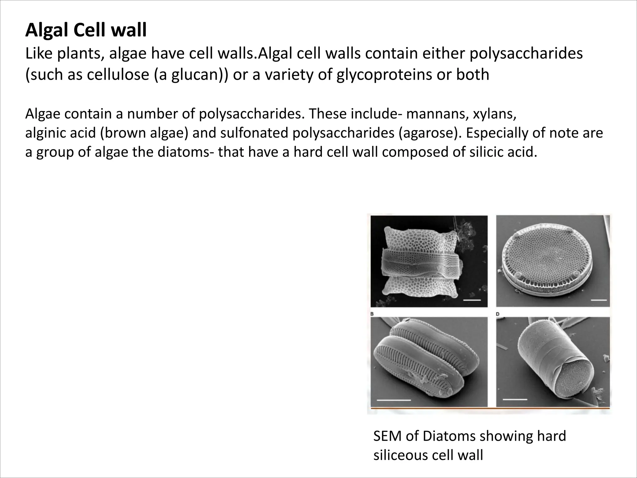 Algal Cell wall
Like plants, algae have cell walls.Algal cell walls contain either polysaccharides
(such as cellulose (a glucan)) or a variety of glycoproteins or both
Algae contain a number of polysaccharides. These include- mannans, xylans,
alginic acid (brown algae) and sulfonated polysaccharides (agarose). Especially of note are
a group of algae the diatoms- that have a hard cell wall composed of silicic acid.
SEM of Diatoms showing hard
siliceous cell wall
 