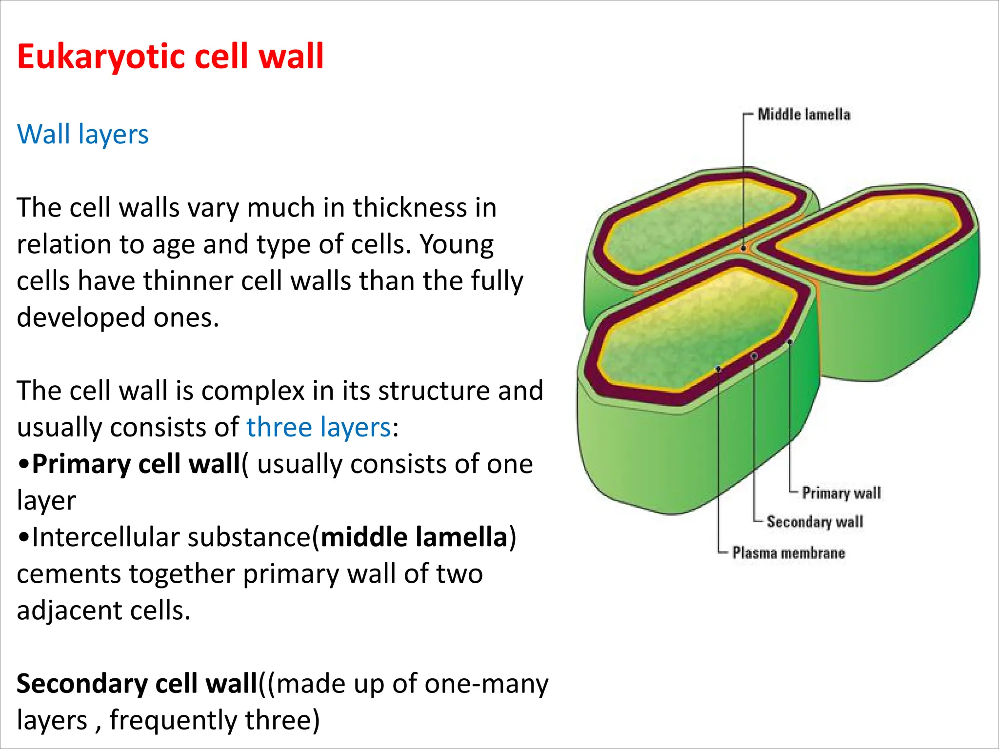 Eukaryotic cell wall
Wall layers
The cell walls vary much in thickness in
relation to age and type of cells. Young
cells have thinner cell walls than the fully
developed ones.
The cell wall is complex in its structure and
usually consists of three layers:
•Primary cell wall( usually consists of one
layer
•Intercellular substance(middle lamella)
cements together primary wall of two
adjacent cells.
Secondary cell wall((made up of one-many
layers , frequently three)
 