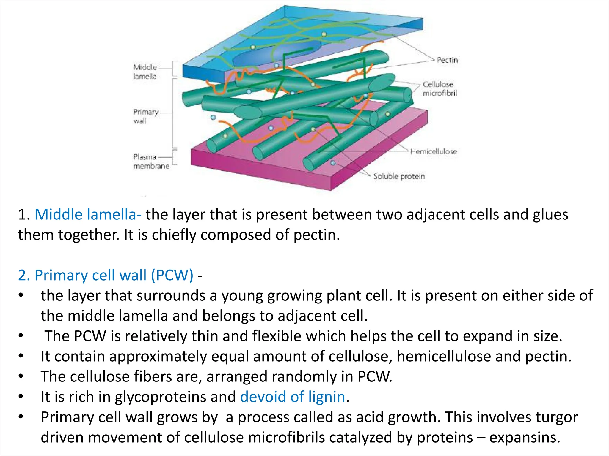 1. Middle lamella- the layer that is present between two adjacent cells and glues
them together. It is chiefly composed of pectin.
2. Primary cell wall (PCW) -
• the layer that surrounds a young growing plant cell. It is present on either side of
the middle lamella and belongs to adjacent cell.
• The PCW is relatively thin and flexible which helps the cell to expand in size.
• It contain approximately equal amount of cellulose, hemicellulose and pectin.
• The cellulose fibers are, arranged randomly in PCW.
• It is rich in glycoproteins and devoid of lignin.
• Primary cell wall grows by a process called as acid growth. This involves turgor
driven movement of cellulose microfibrils catalyzed by proteins – expansins.
 