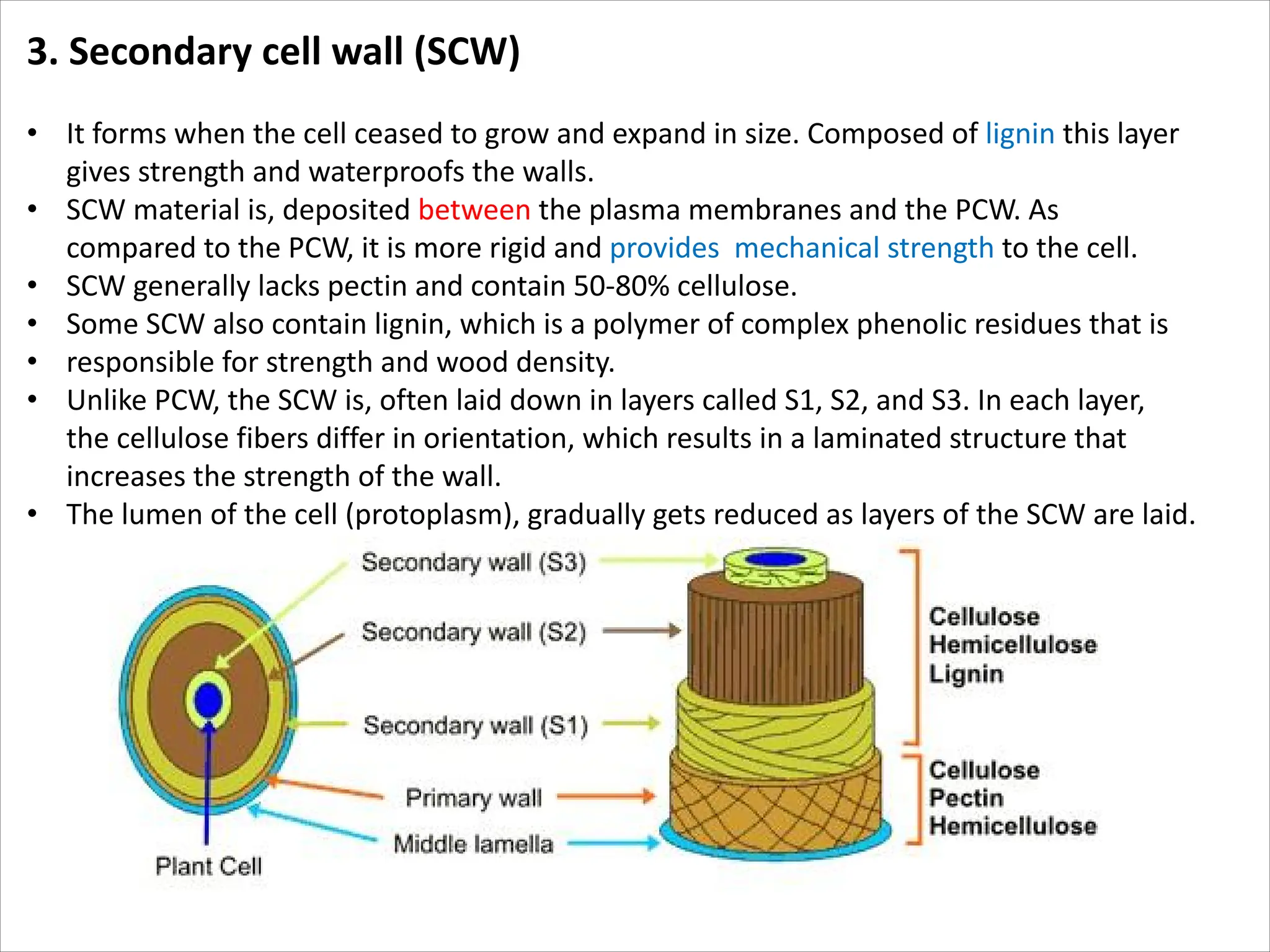 3. Secondary cell wall (SCW)
• It forms when the cell ceased to grow and expand in size. Composed of lignin this layer
gives strength and waterproofs the walls.
• SCW material is, deposited between the plasma membranes and the PCW. As
compared to the PCW, it is more rigid and provides mechanical strength to the cell.
• SCW generally lacks pectin and contain 50-80% cellulose.
• Some SCW also contain lignin, which is a polymer of complex phenolic residues that is
• responsible for strength and wood density.
• Unlike PCW, the SCW is, often laid down in layers called S1, S2, and S3. In each layer,
the cellulose fibers differ in orientation, which results in a laminated structure that
increases the strength of the wall.
• The lumen of the cell (protoplasm), gradually gets reduced as layers of the SCW are laid.
 