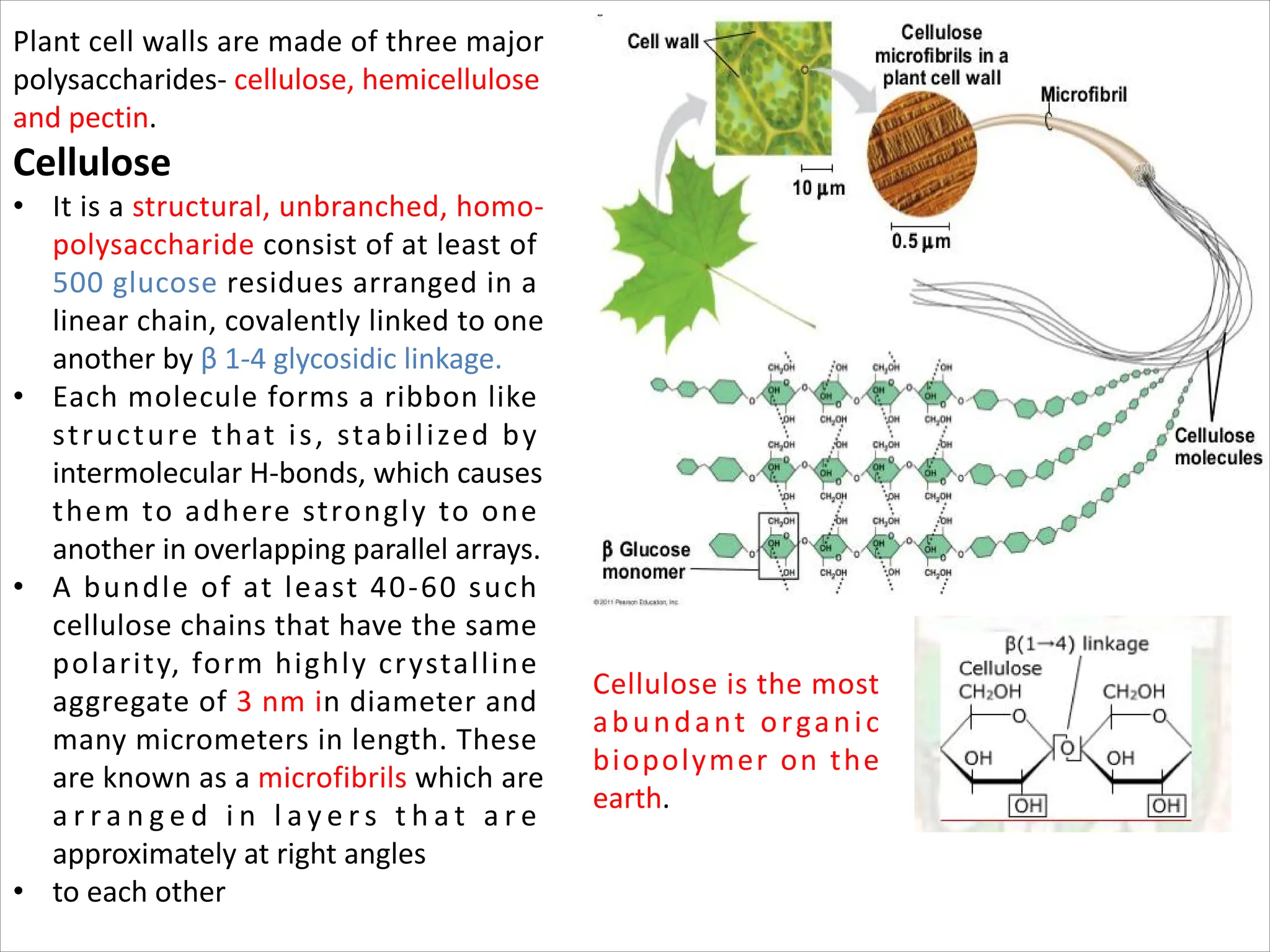 Plant cell walls are made of three major
polysaccharides- cellulose, hemicellulose
and pectin.
Cellulose
• It is a structural, unbranched, homo-
polysaccharide consist of at least of
500 glucose residues arranged in a
linear chain, covalently linked to one
another by β 1-4 glycosidic linkage.
• Each molecule forms a ribbon like
structure that is, stabilized by
intermolecular H-bonds, which causes
them to adhere strongly to one
another in overlapping parallel arrays.
• A bundle of at least 40-60 such
cellulose chains that have the same
polarity, form highly crystalline
aggregate of 3 nm in diameter and
many micrometers in length. These
are known as a microfibrils which are
a r r a n g e d i n l a y e r s t h a t a r e
approximately at right angles
• to each other
Cellulose is the most
abundant organic
biopolymer on the
earth.
 