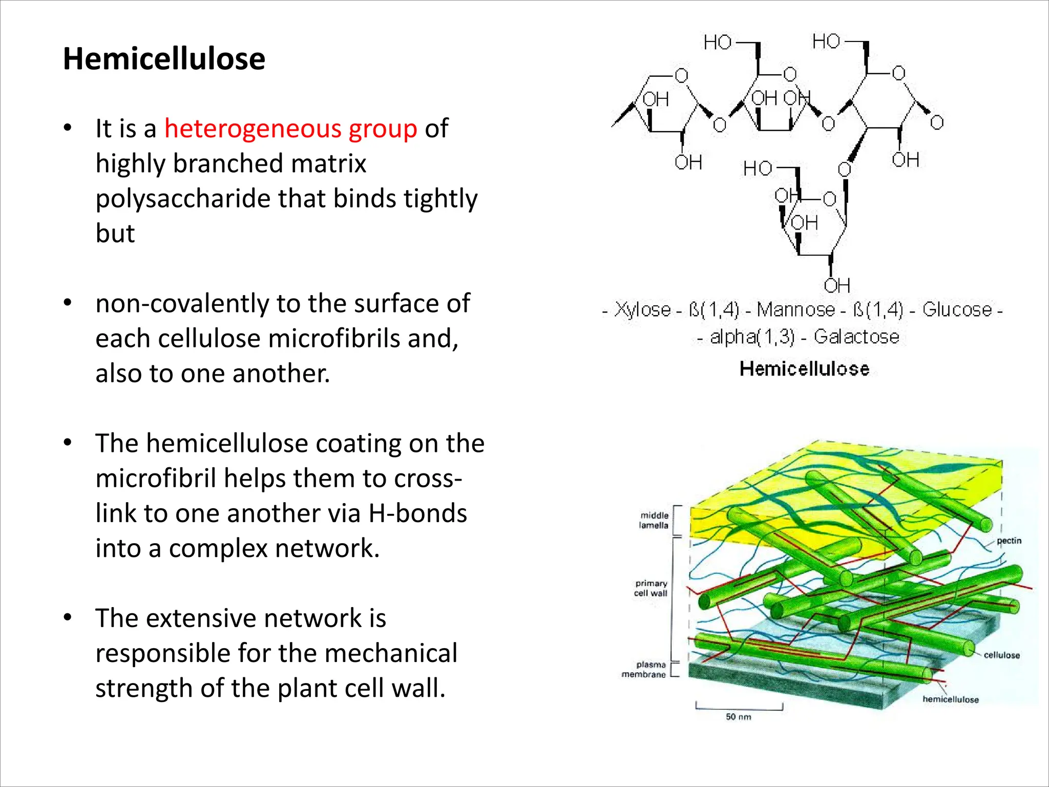 Hemicellulose
• It is a heterogeneous group of
highly branched matrix
polysaccharide that binds tightly
but
• non-covalently to the surface of
each cellulose microfibrils and,
also to one another.
• The hemicellulose coating on the
microfibril helps them to cross-
link to one another via H-bonds
into a complex network.
• The extensive network is
responsible for the mechanical
strength of the plant cell wall.
 