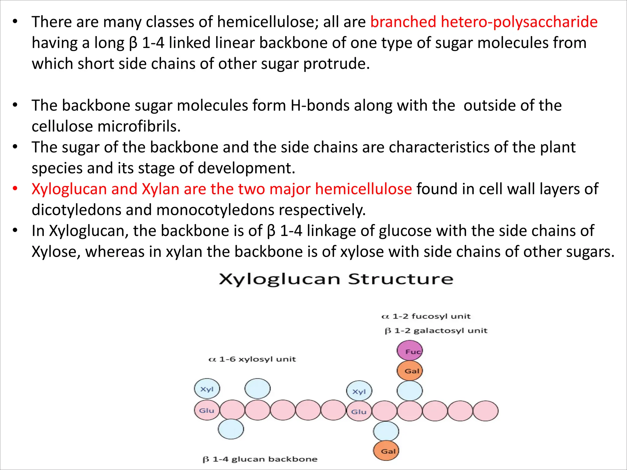 • There are many classes of hemicellulose; all are branched hetero-polysaccharide
having a long β 1-4 linked linear backbone of one type of sugar molecules from
which short side chains of other sugar protrude.
• The backbone sugar molecules form H-bonds along with the outside of the
cellulose microfibrils.
• The sugar of the backbone and the side chains are characteristics of the plant
species and its stage of development.
• Xyloglucan and Xylan are the two major hemicellulose found in cell wall layers of
dicotyledons and monocotyledons respectively.
• In Xyloglucan, the backbone is of β 1-4 linkage of glucose with the side chains of
Xylose, whereas in xylan the backbone is of xylose with side chains of other sugars.
 