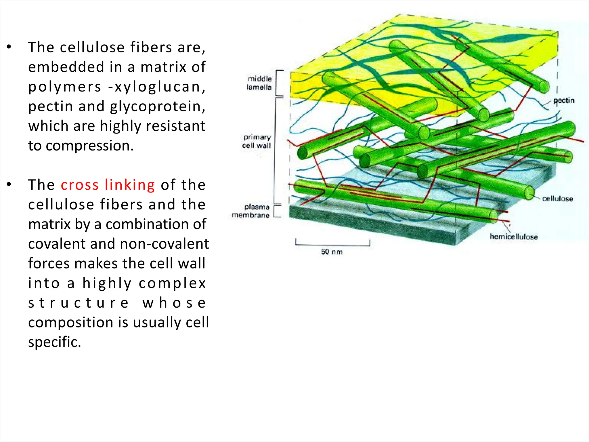 • The cellulose fibers are,
embedded in a matrix of
polymers -xyloglucan,
pectin and glycoprotein,
which are highly resistant
to compression.
• The cross linking of the
cellulose fibers and the
matrix by a combination of
covalent and non-covalent
forces makes the cell wall
into a highly complex
s t r u c t u r e w h o s e
composition is usually cell
specific.
 