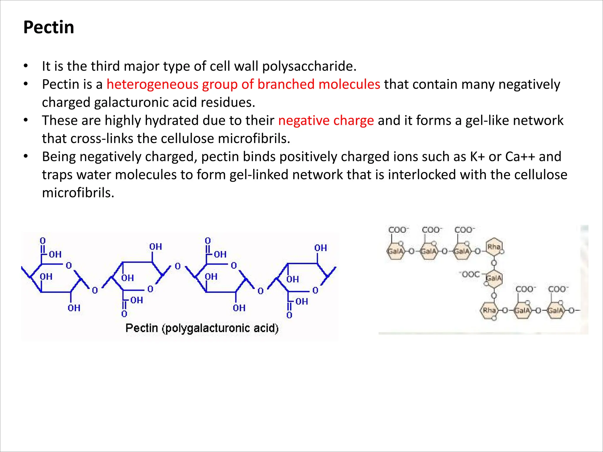 Pectin
• It is the third major type of cell wall polysaccharide.
• Pectin is a heterogeneous group of branched molecules that contain many negatively
charged galacturonic acid residues.
• These are highly hydrated due to their negative charge and it forms a gel-like network
that cross-links the cellulose microfibrils.
• Being negatively charged, pectin binds positively charged ions such as K+ or Ca++ and
traps water molecules to form gel-linked network that is interlocked with the cellulose
microfibrils.
 