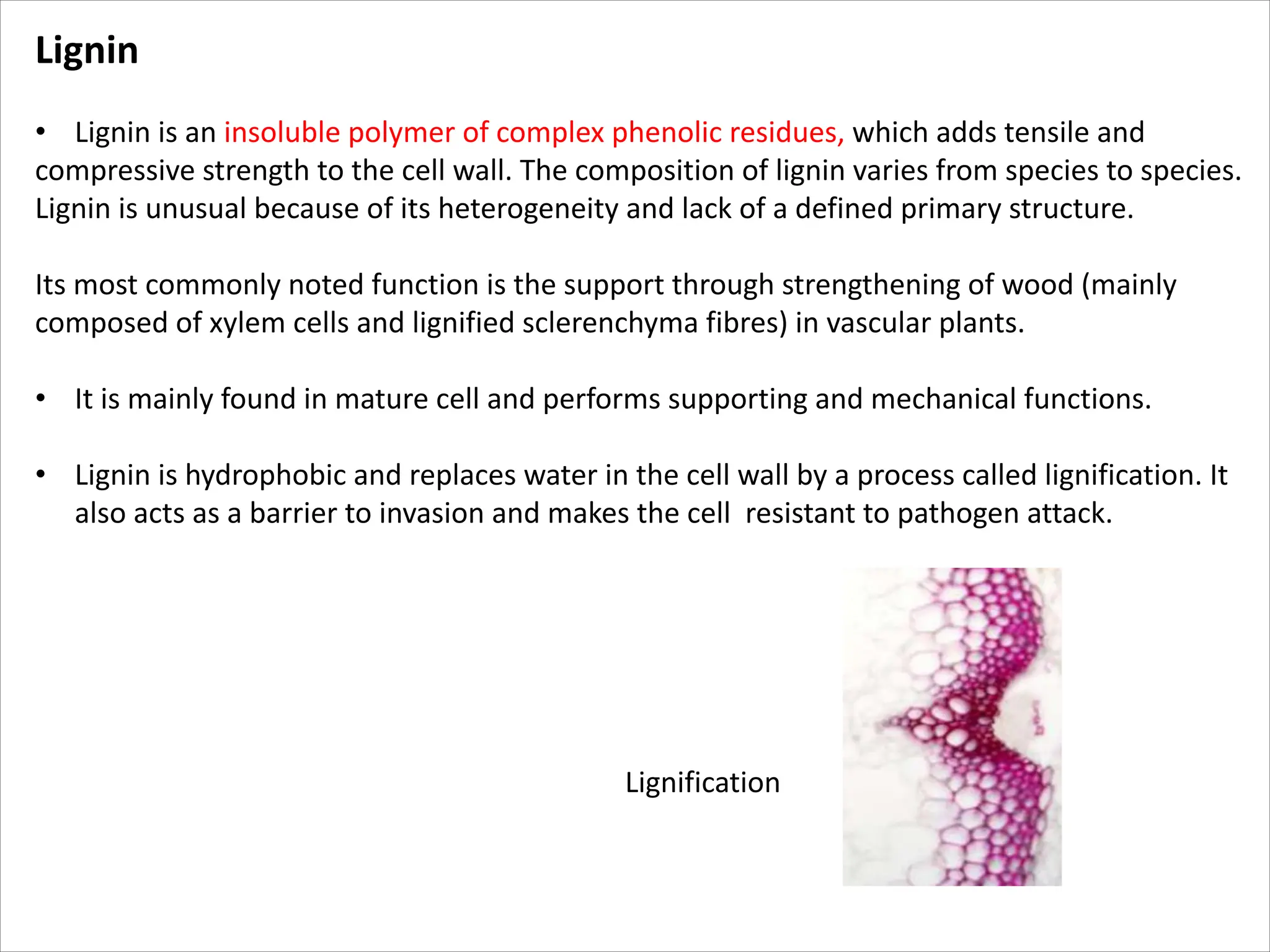 Lignin
• Lignin is an insoluble polymer of complex phenolic residues, which adds tensile and
compressive strength to the cell wall. The composition of lignin varies from species to species.
Lignin is unusual because of its heterogeneity and lack of a defined primary structure.
Its most commonly noted function is the support through strengthening of wood (mainly
composed of xylem cells and lignified sclerenchyma fibres) in vascular plants.
• It is mainly found in mature cell and performs supporting and mechanical functions.
• Lignin is hydrophobic and replaces water in the cell wall by a process called lignification. It
also acts as a barrier to invasion and makes the cell resistant to pathogen attack.
Lignification
 