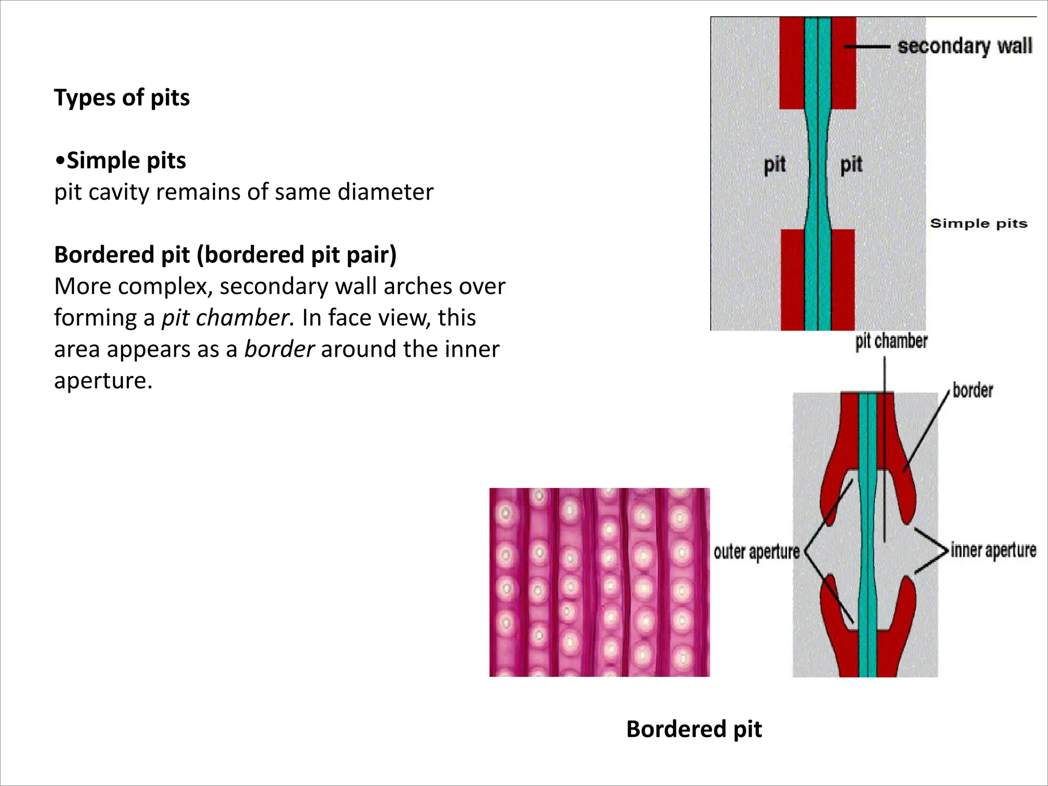 Types of pits
•Simple pits
pit cavity remains of same diameter
Bordered pit (bordered pit pair)
More complex, secondary wall arches over
forming a pit chamber. In face view, this
area appears as a border around the inner
aperture.
Bordered pit
 