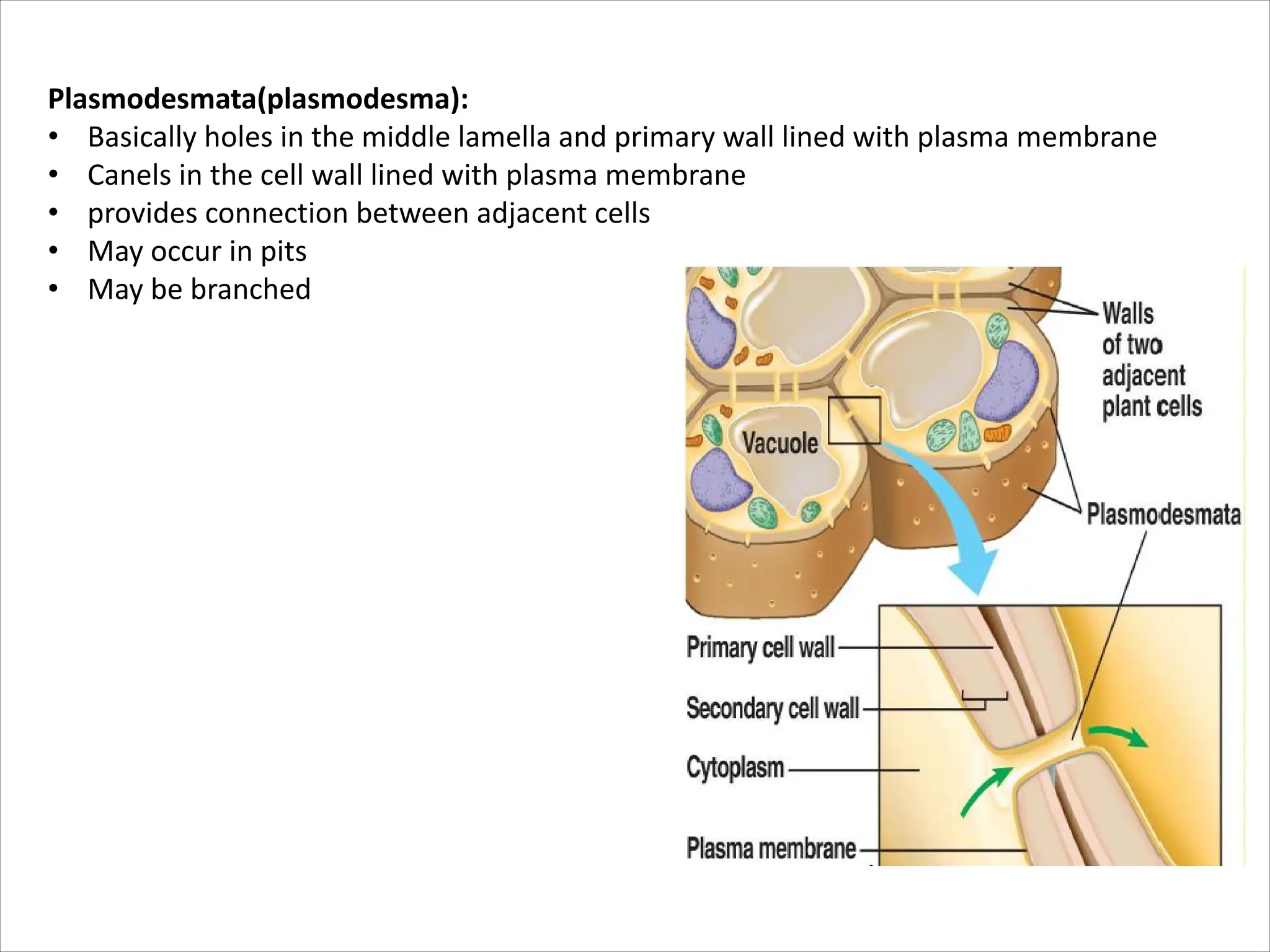 Plasmodesmata(plasmodesma):
• Basically holes in the middle lamella and primary wall lined with plasma membrane
• Canels in the cell wall lined with plasma membrane
• provides connection between adjacent cells
• May occur in pits
• May be branched
 