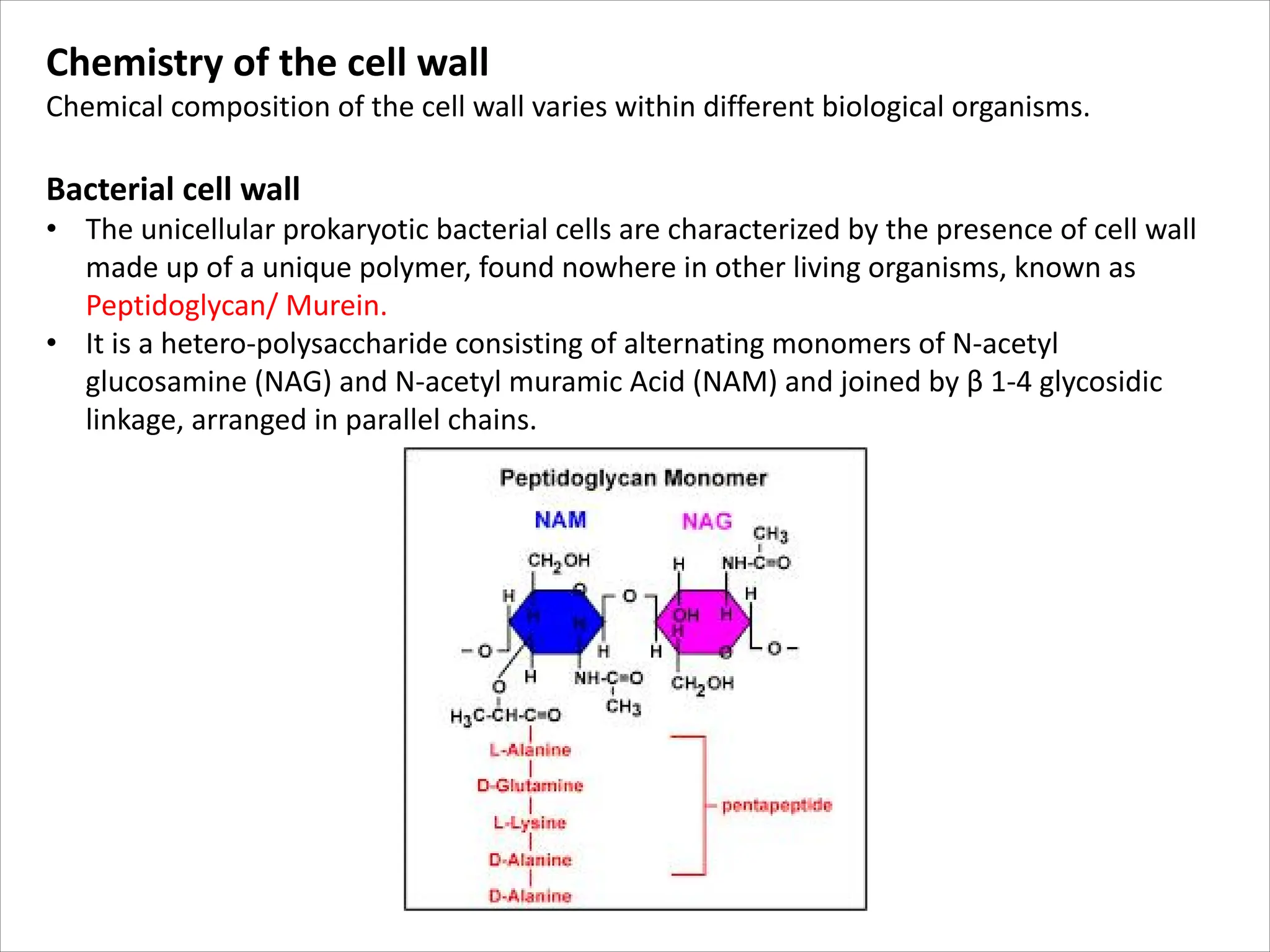 Chemistry of the cell wall
Chemical composition of the cell wall varies within different biological organisms.
Bacterial cell wall
• The unicellular prokaryotic bacterial cells are characterized by the presence of cell wall
made up of a unique polymer, found nowhere in other living organisms, known as
Peptidoglycan/ Murein.
• It is a hetero-polysaccharide consisting of alternating monomers of N-acetyl
glucosamine (NAG) and N-acetyl muramic Acid (NAM) and joined by β 1-4 glycosidic
linkage, arranged in parallel chains.
 