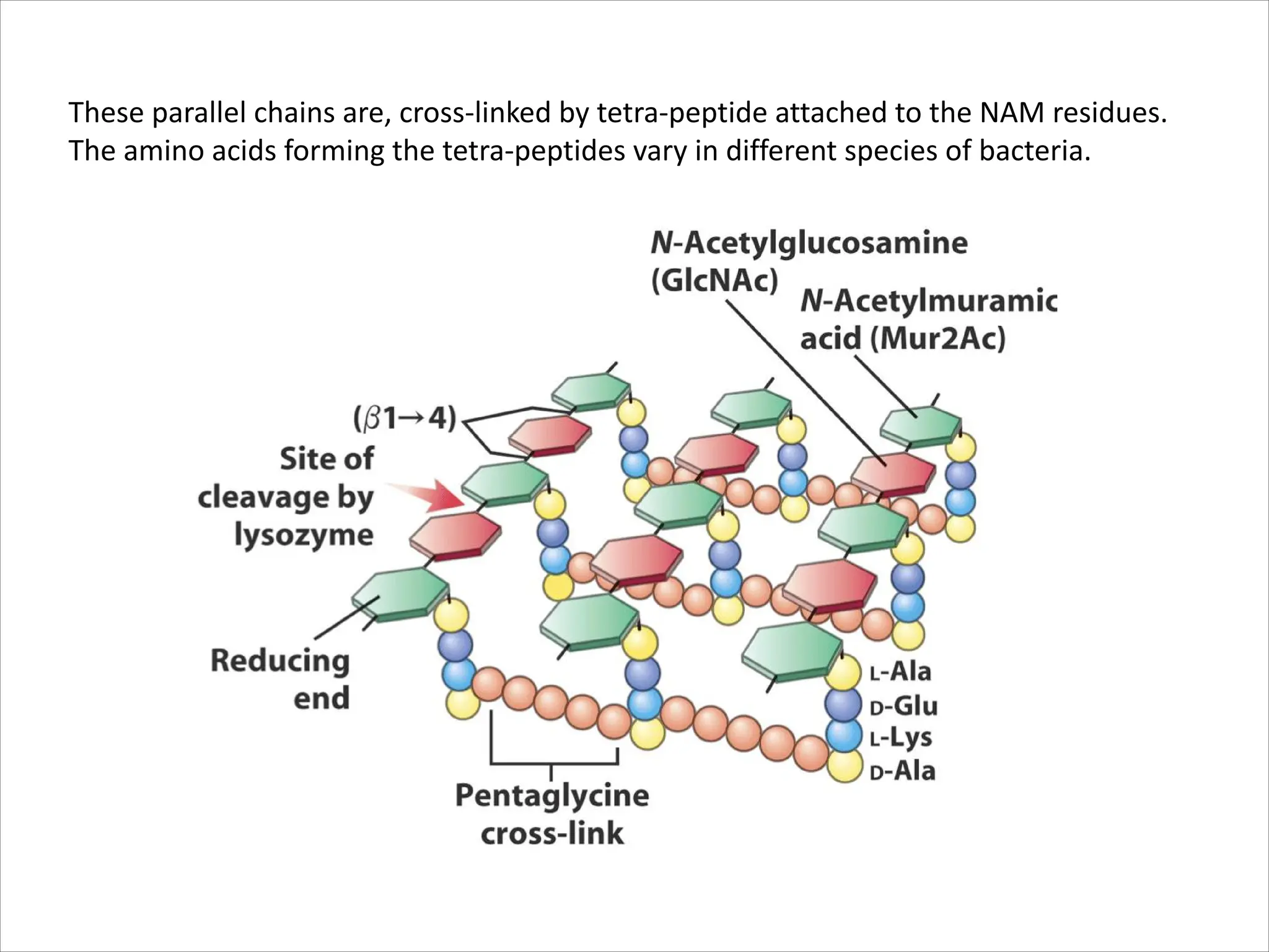 These parallel chains are, cross-linked by tetra-peptide attached to the NAM residues.
The amino acids forming the tetra-peptides vary in different species of bacteria.
 