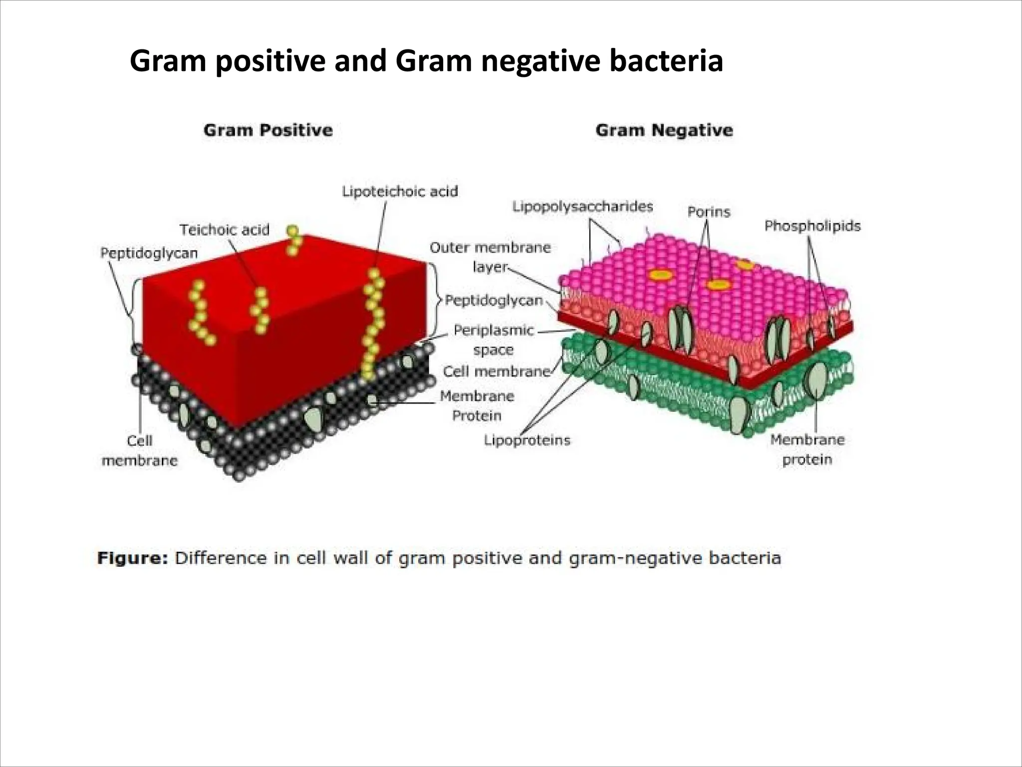 Gram positive and Gram negative bacteria
 
