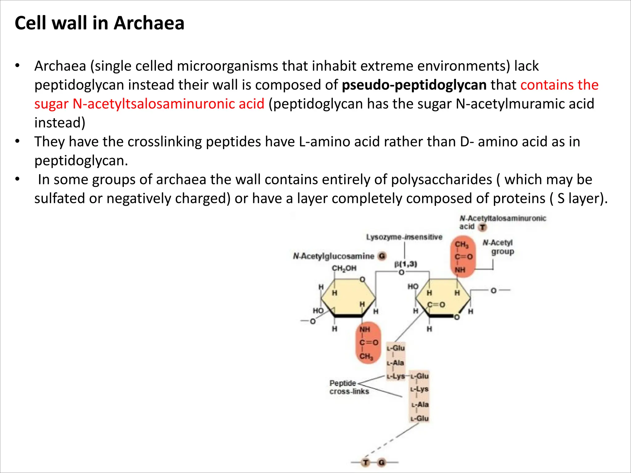 Cell wall in Archaea
• Archaea (single celled microorganisms that inhabit extreme environments) lack
peptidoglycan instead their wall is composed of pseudo-peptidoglycan that contains the
sugar N-acetyltsalosaminuronic acid (peptidoglycan has the sugar N-acetylmuramic acid
instead)
• They have the crosslinking peptides have L-amino acid rather than D- amino acid as in
peptidoglycan.
• In some groups of archaea the wall contains entirely of polysaccharides ( which may be
sulfated or negatively charged) or have a layer completely composed of proteins ( S layer).
 