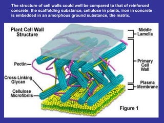 Cell Wall-I.ppt