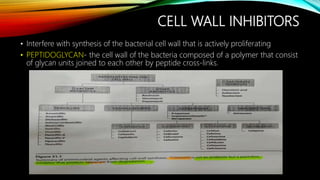 CELL WALL INHIBITORS
• Interfere with synthesis of the bacterial cell wall that is actively proliferating
• PEPTIDOGLYCAN- the cell wall of the bacteria composed of a polymer that consist
of glycan units joined to each other by peptide cross-links.
 