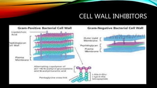 CELL WALL INHIBITORS
 
