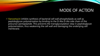 MODE OF ACTION
• Vancomycin inhibits synthesis of bacterial cell wall phospholipids as well as
peptidoglycan polymerization by binding to the D-Ala-D-Ala side chain of the
precursor pentapeptide. This prevents the transglycosylation step in peptidoglycan
polymerization, thus weakening the cell wall and damaging the underlying cell
membrane.
 