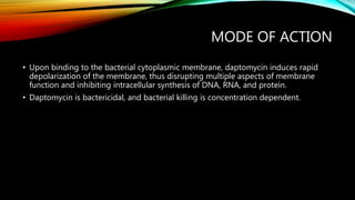 MODE OF ACTION
• Upon binding to the bacterial cytoplasmic membrane, daptomycin induces rapid
depolarization of the membrane, thus disrupting multiple aspects of membrane
function and inhibiting intracellular synthesis of DNA, RNA, and protein.
• Daptomycin is bactericidal, and bacterial killing is concentration dependent.
 