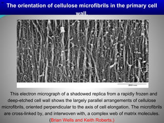 Microfibrils Cell Cellwallpt1 | PPTX