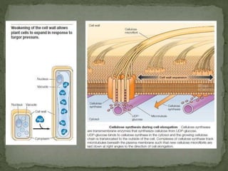Cell walls and extracellular matrix | PPTX
