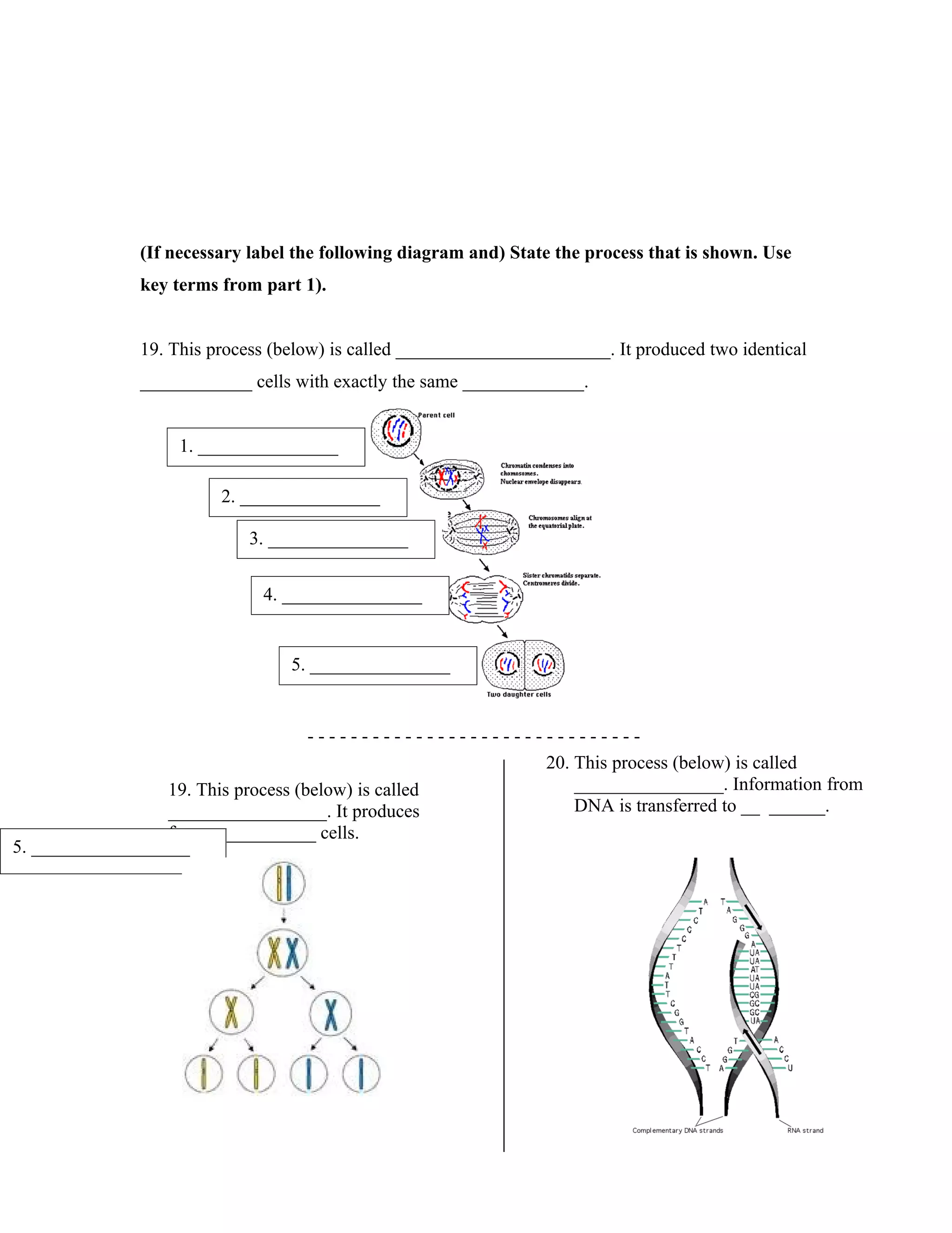 Cell wikki worksheet | PDF