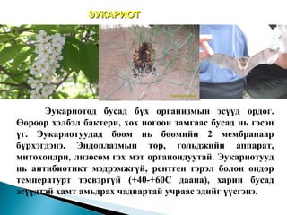 ЭУКАРИОТ Эукариотод бусад бүх организмын эсүүд ордог. Өөрөөр хэлбэл бактери, хөх ногоон замгаас бусад нь гэсэн үг. Эукариотуудад бөөм нь бөөмийн 2 мембранаар бүрхэгдэнэ. Эндоплазмын тор, гольджийн аппарат, митохондри, лизосом гэх мэт органоидуутай. Эукариотууд нь антибиотикт мэдрэмжгүй, рентген гэрэл болон өндөр температурт тэсвэргүй (+40-+60 С даана ), харин бусад эсүүдтэй хамт амьдрах чадвартай учраас эдийг үүсгэнэ.   