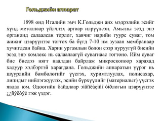 1898 онд Италийн эмч К.Гольджи анх мэдрэлийн эсийг хүнд металлаар үйлчлэх аргаар илрүүлсэн. Амьтны эсэд энэ органоид салаалсан торлог, хавчиг нарийн гуурс суваг, том жижиг цэврүүнээс тогтох ба бүгд 7-10 нм зузаан мембранаар хучигдсан байна. Харин ургамлын болон сээр нуруугүй биеийн эсэд энэ комлекс нь салаалаагүй сувагнаас тогтоно. Ийм суваг бие биедээ нягт наалдан байрлаж микроскопоор харахад хадуур хэлбэртэй харагдана. Гольджийн аппаратын үүрэг нь шүүрлийн бөмбөлөгийг үүсгэх, хуримтлуулах, полисахар, липидыг нийлэгжүүлэх, эсийн бүрхүүлийг (материалыг) үүсгэх явдал юм. Одоогийн байдлаар э íäîïëàçìûí òîðлогын цэврүүнээс ¿¿ñýëòýé  гэж үздэг. 