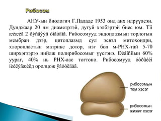   АНУ-ын биологич Г.Паладе 1953 онд анх илрүүлсэн. Дунджаар 20  нм диаметртэй, дугуй хэлбэртэй биес юм. Тîì æèæèã 2 õýñãýýñ òîãòäîã. Рибосомууд эндоплазмын торлогын мембран дээр, цитоплазмд сул эсвэл митохондри, хлоропластын матрикс дотор, нэг бол м-РНХ-тай 5-70 ширхэгээрээ нийлж полирибосомыг үүсгэнэ. Ðèáîñîìын 60% уураг, 40% нь РНХ-аас тогтоно. Рибосомууд óóðãèéí íèéëýãæèëд оролцож ÿâóóëäàã.  