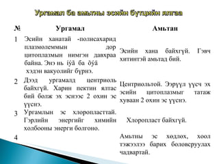 № Ургамал Амьтан 1 Эсийн ханатай   -полисахарид плазмолеммын дор цитоплазмын нимгэн давхраа байна. Энэ нь  íýã  ба  õýä хэдэн вакуолийг бүрнэ. Эсийн хана байхгүй. Гэвч хитинтэй амьтад бий.  2 Дээд ургамалд центриоль байхгүй. Харин пектин ялтас бий болж эх эснээс 2 охин эс үүснэ.  Центриольтой.   Ээрүүл үүсч эх эсийн цитоплазмыг татаж хуваан 2 охин эс үүснэ.  3 Ургамлын эс хлоропласттай. Гэрлийн энергийг химийн холбооны энерги болгоно. Хлоропласт байхгүй. 4 Амьтны эс хөдлөх, хоол тэжээлээ барих боловсруулах чадвартай.  