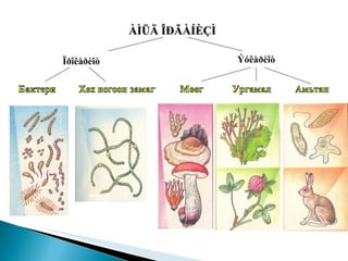 ÀÌÜÄ ÎÐÃÀÍÈÇÌ Ïðîêàðèîò Ýóêàðèîò 