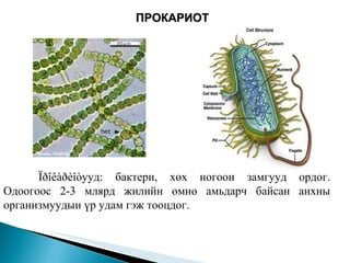 ПРОКАРИОТ Ïðîêàðèîòууд: бактери, хөх ногоон замгууд ордог. Одоогоос 2-3 млярд жилийн өмнө амьдарч байсан анхны организмуудын үр удам гэж тооцдог.  