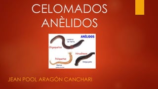 CELOMADOS 
ANÈLIDOS 
JEAN POOL ARAGÓN CANCHARI 
 